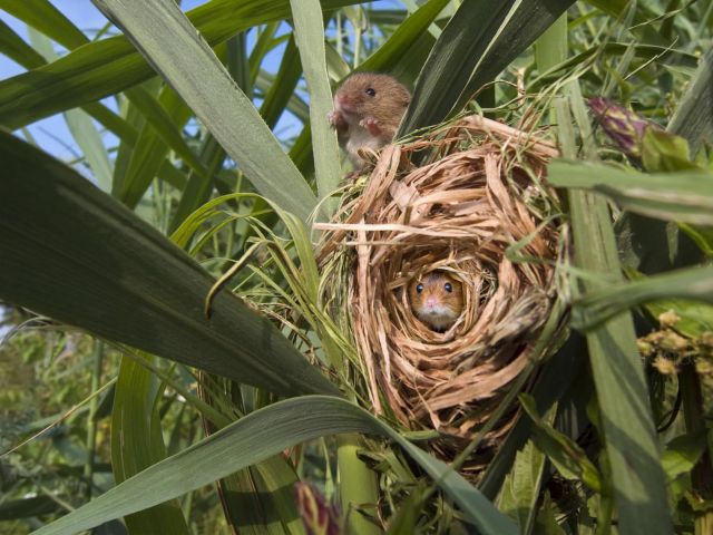 Мышь-малютка Василия Климова в его окне в природу - фото 6