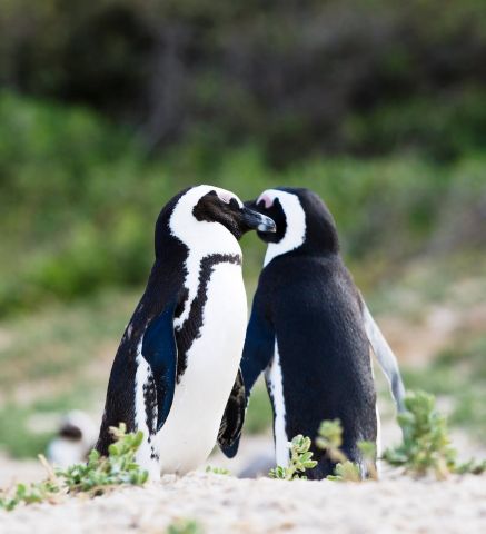 Африка, пингвины все это в окне в природу Василия Климова - фото 7