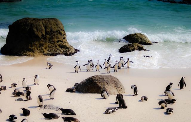 Африка, пингвины все это в окне в природу Василия Климова - фото 10