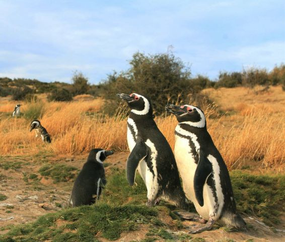 Африка, пингвины все это в окне в природу Василия Климова - фото 1
