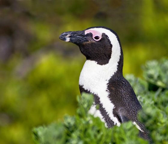 Африка, пингвины все это в окне в природу Василия Климова - фото 6