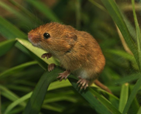 Мышь-малютка Василия Климова в его окне в природу - фото 2