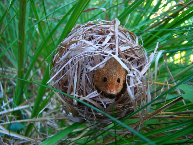 Мышь-малютка Василия Климова в его окне в природу - фото 8