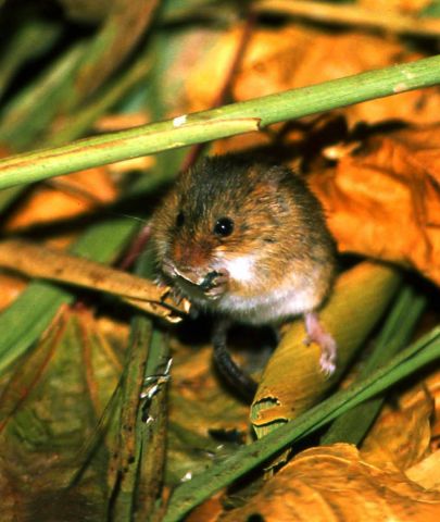 Мышь-малютка Василия Климова в его окне в природу - фото 5