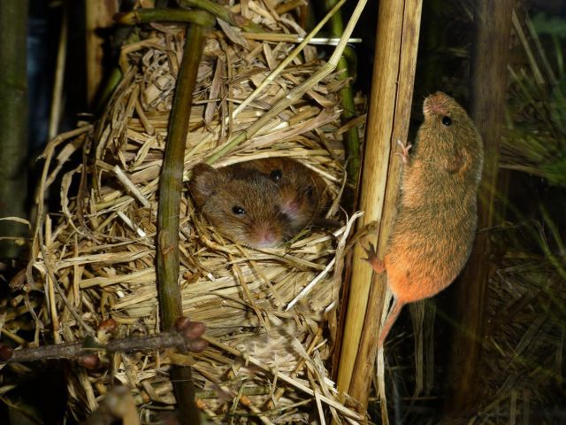Мышь-малютка Василия Климова в его окне в природу - фото 3