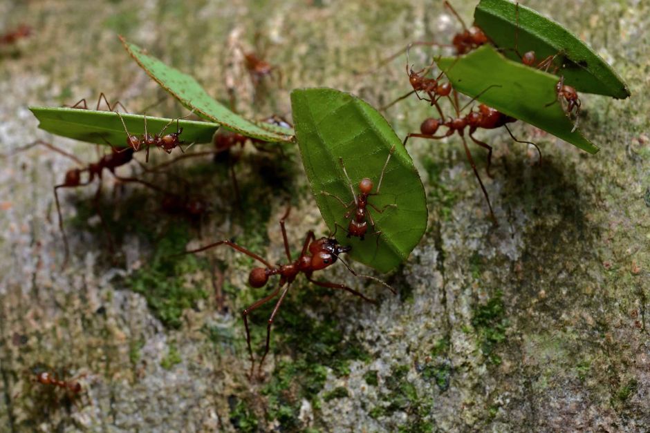 Окна в мир Василия Климова. Симбиоз муравьев и бактерий - фото 6