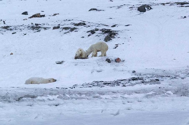 Возле чукотского села Рыркайпий высадился «десант» белых медведей - фото 1