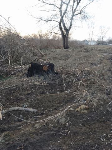 Новейшая история Русского леса… - фото 2