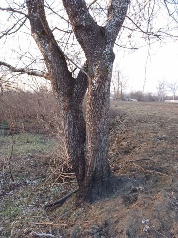 Новейшая история Русского леса… - фото 3