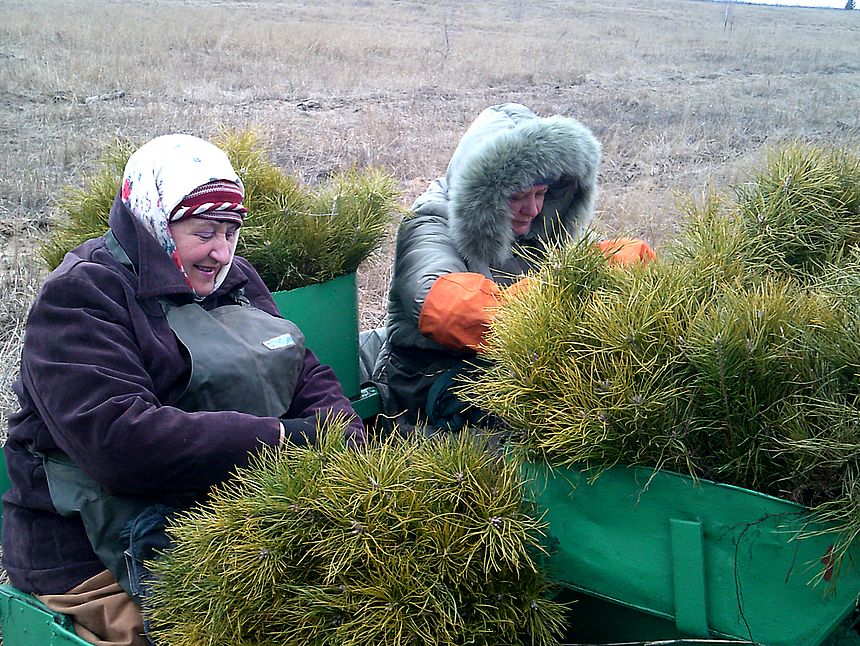 В Воронежской области с опережением на месяц началась весенняя посадка леса - фото 1