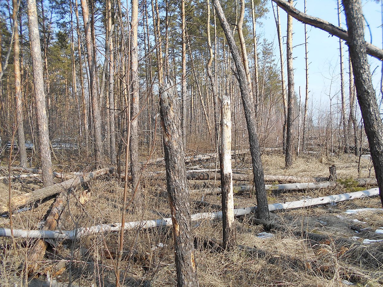 В лесах Воронежской области начались лесопатологические обследования - фото 1