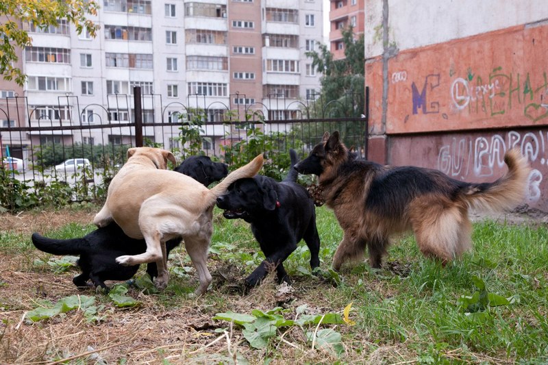 Глаза незрячих людей: в Новосибирске состоялась встреча Совета владельцев собак-проводников - фото 10