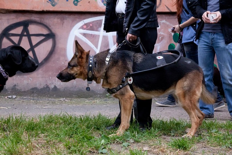 Глаза незрячих людей: в Новосибирске состоялась встреча Совета владельцев собак-проводников - фото 7