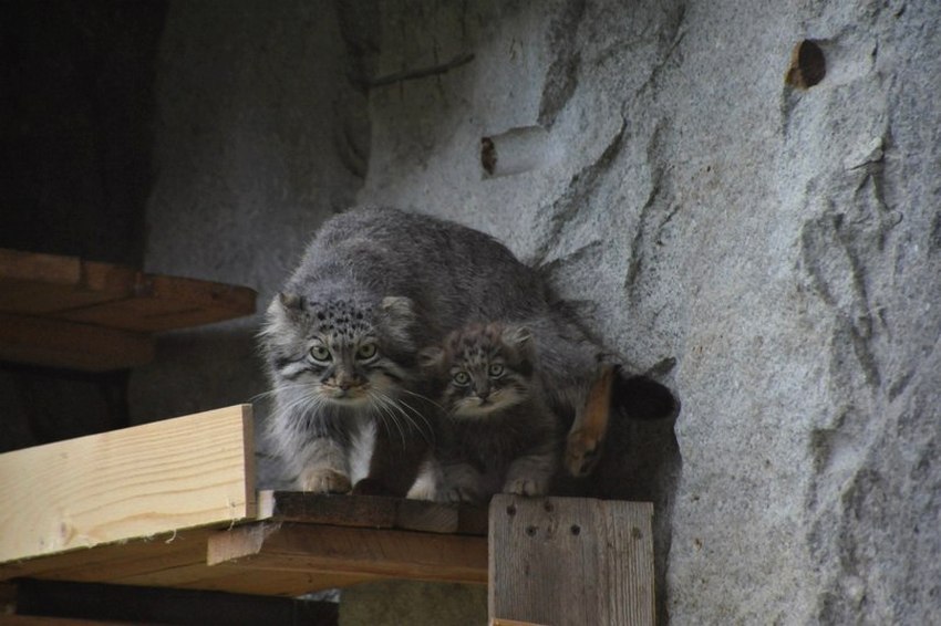 Новосибирский зоопарк: манулята и харзята выходят из укрытий - фото 2