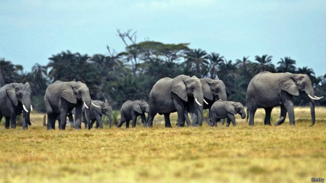 tanzania atomic elephants