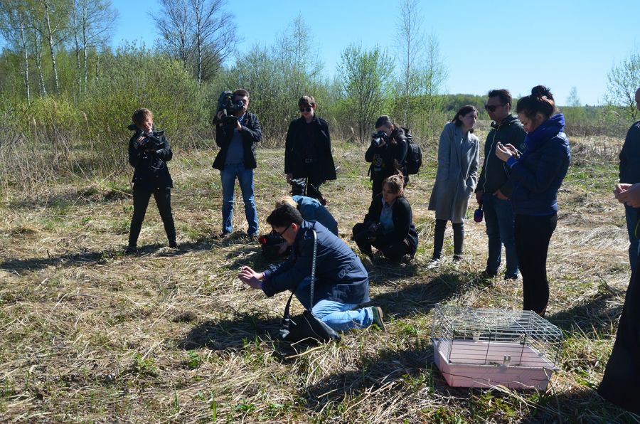 Это сладкое слово - свобода: В Новой Москве отпустили на волю животных после реабилитации - фото 22