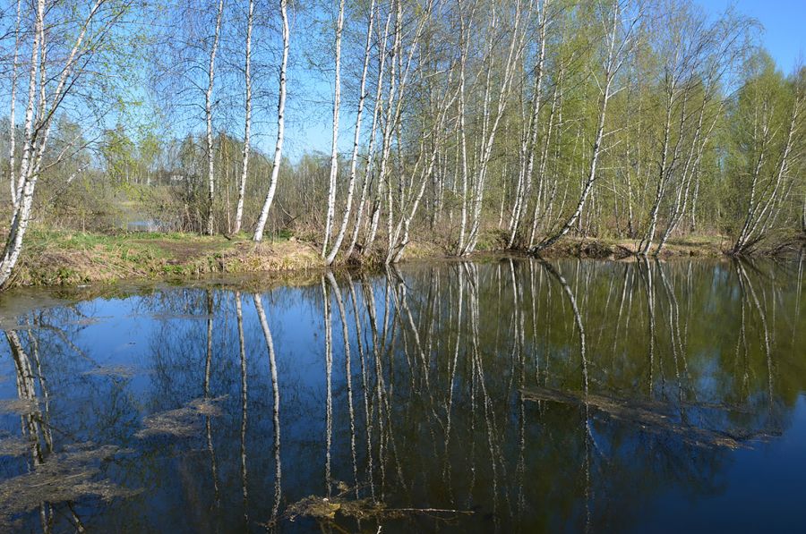 Это сладкое слово - свобода: В Новой Москве отпустили на волю животных после реабилитации - фото 27
