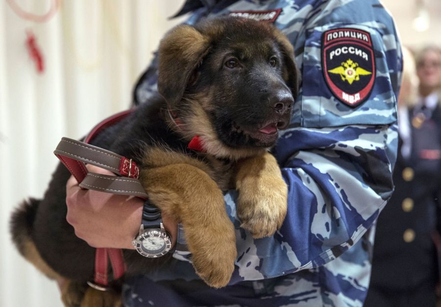 Наш пёс Добрыня пришёлся не ко двору во Франции - фото 1