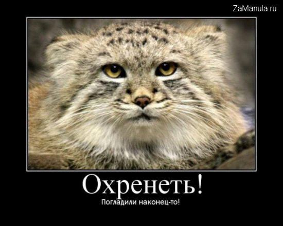 Манула теперь не только погладят, но и изучат - фото 1