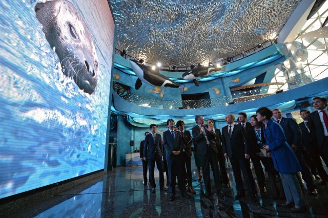 Россия и Япония теперь общаются через дельфинов и пингвинов - фото 1