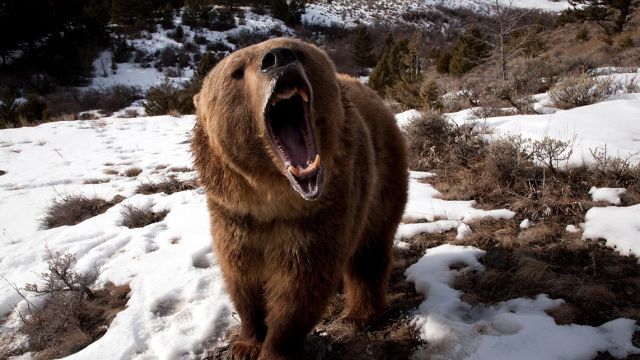 В Якутии медведь напал на геолога - фото 1