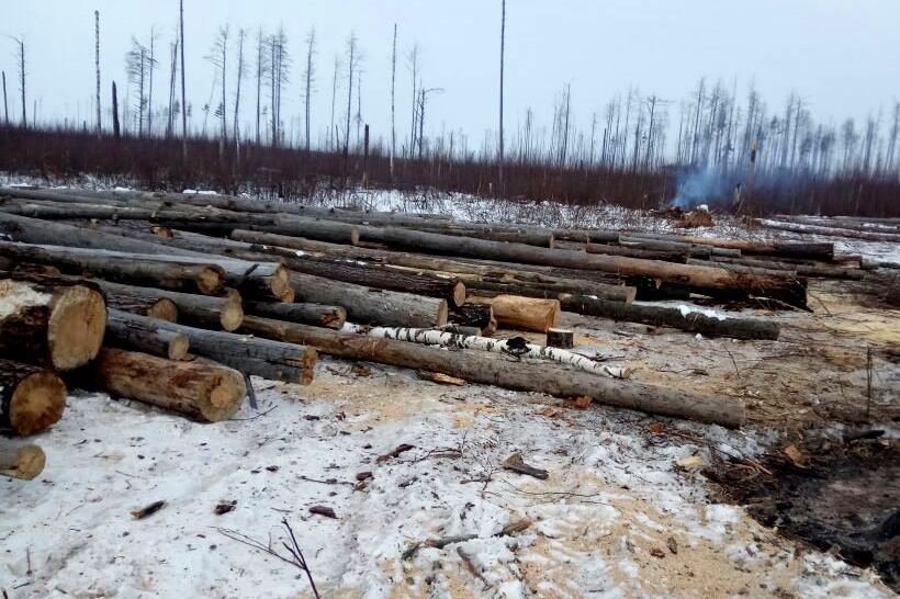 В подмосковных лесах продолжаются санитарно-оздоровительные мероприятия - фото 1