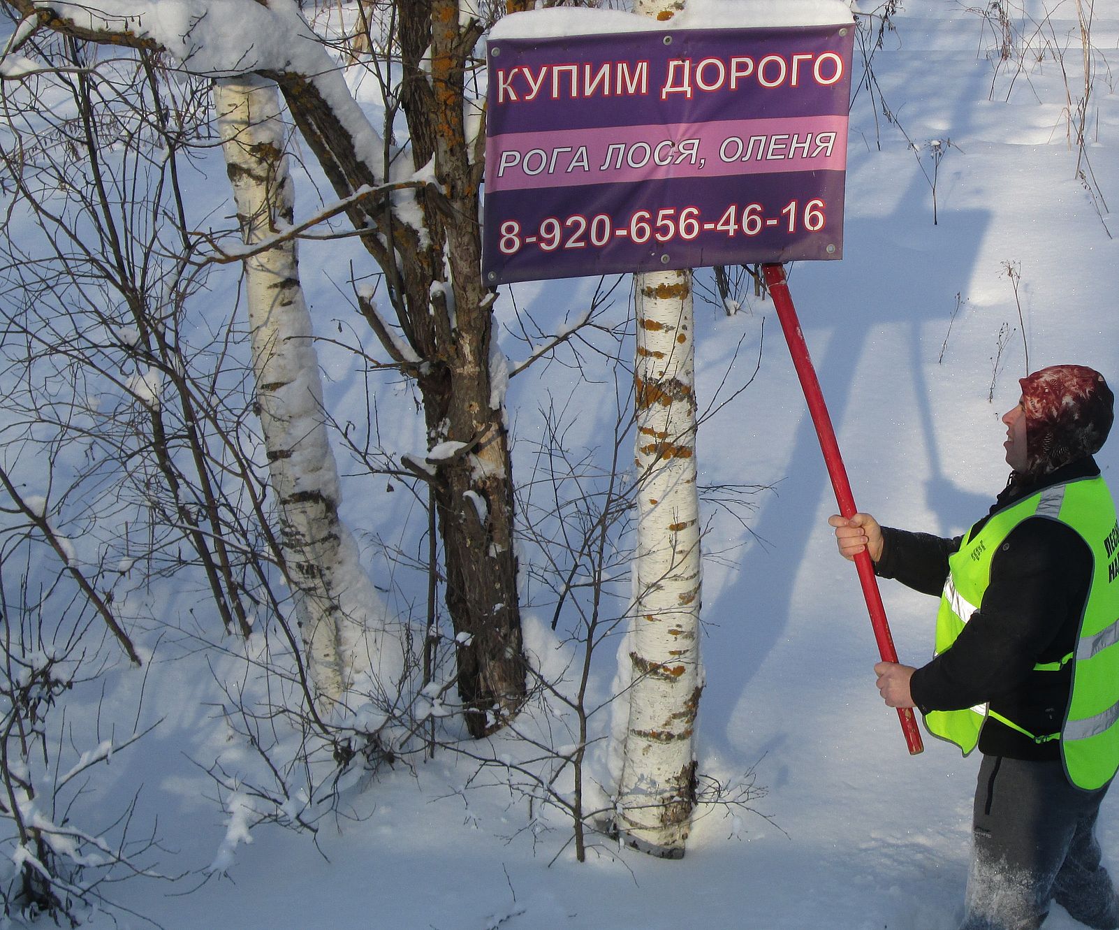 В Ярославской области проводятся мероприятия по демонтажу рекламы с деревьев - фото 1