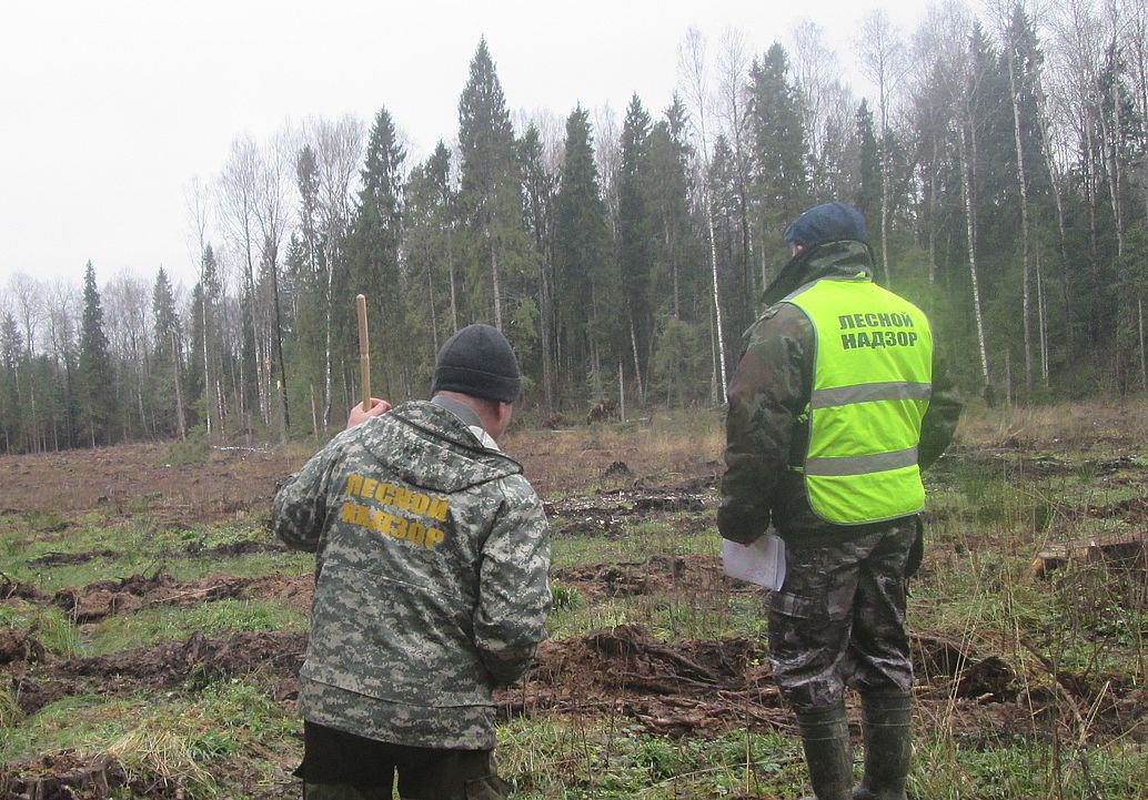 В Ярославской области в рамках реализации федерального проекта «Сохранение лесов» продолжается подготовка почв под искусственное лесовосстановление - фото 1