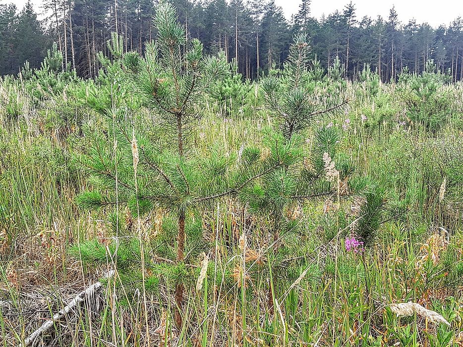 Сотрудники лесничеств Костромской области продолжают проверку выполнения лесовосстановительных работ - фото 1
