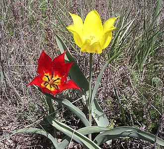 Tulipa gesneriana 001