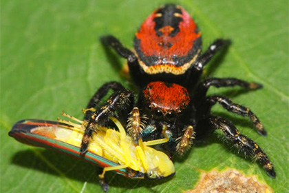 паук
