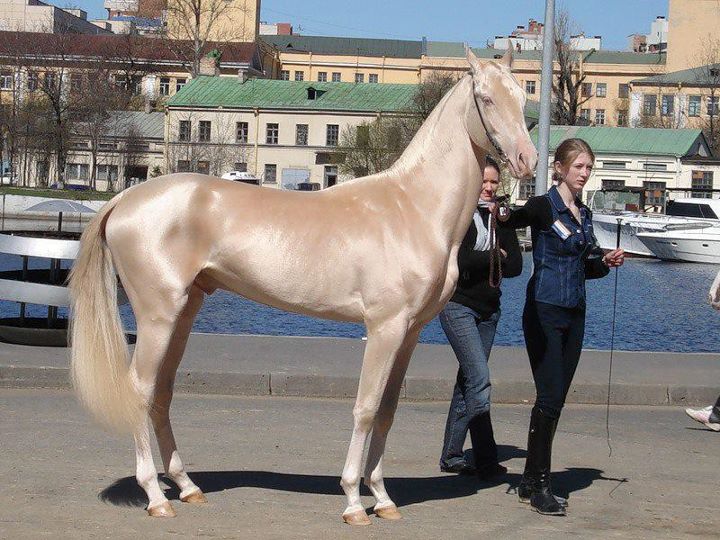  20 самых красивых лошадей в мире - фото 1
