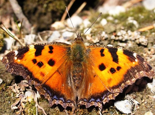  Бабочки и другие вестники весны  - фото 1