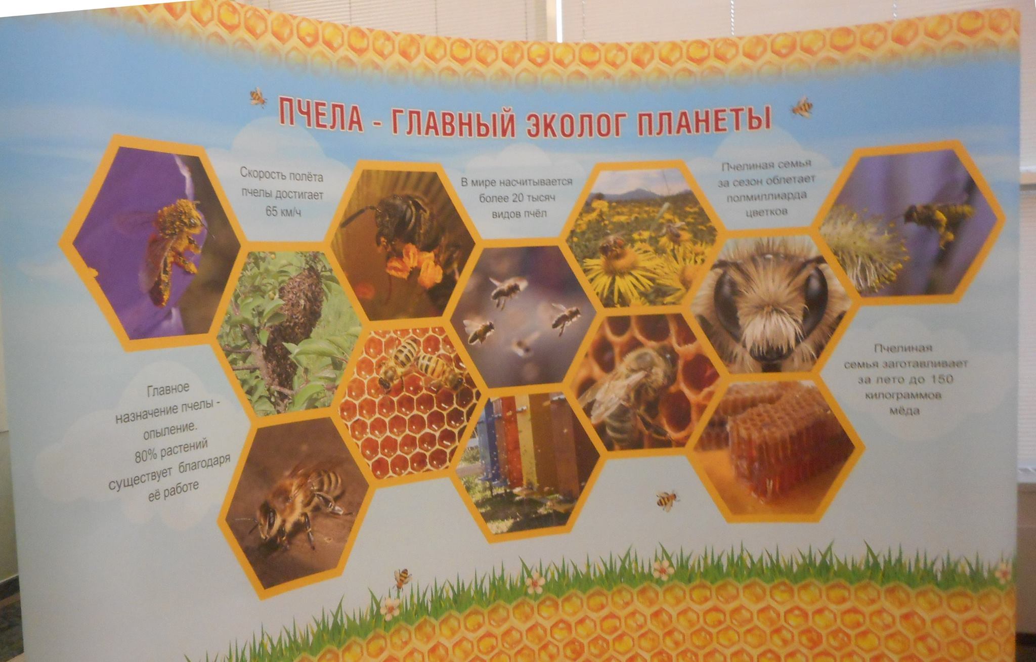  В Госдуме России прошла выставка мёда - фото 4