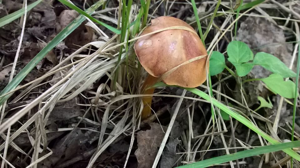 Биостанция "ЭкоГрада": грибы, тина и следы бобров - фото 1