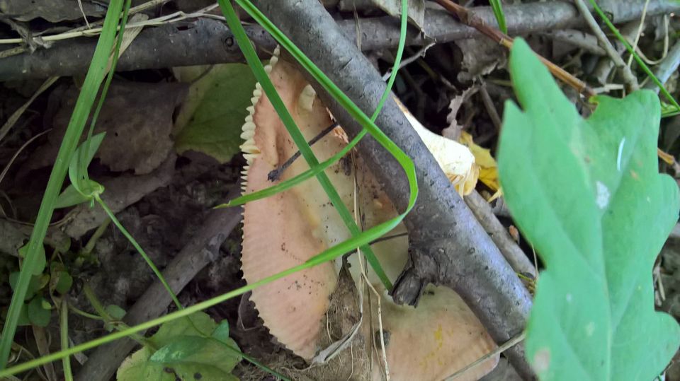 Биостанция "ЭкоГрада": грибы, тина и следы бобров - фото 16