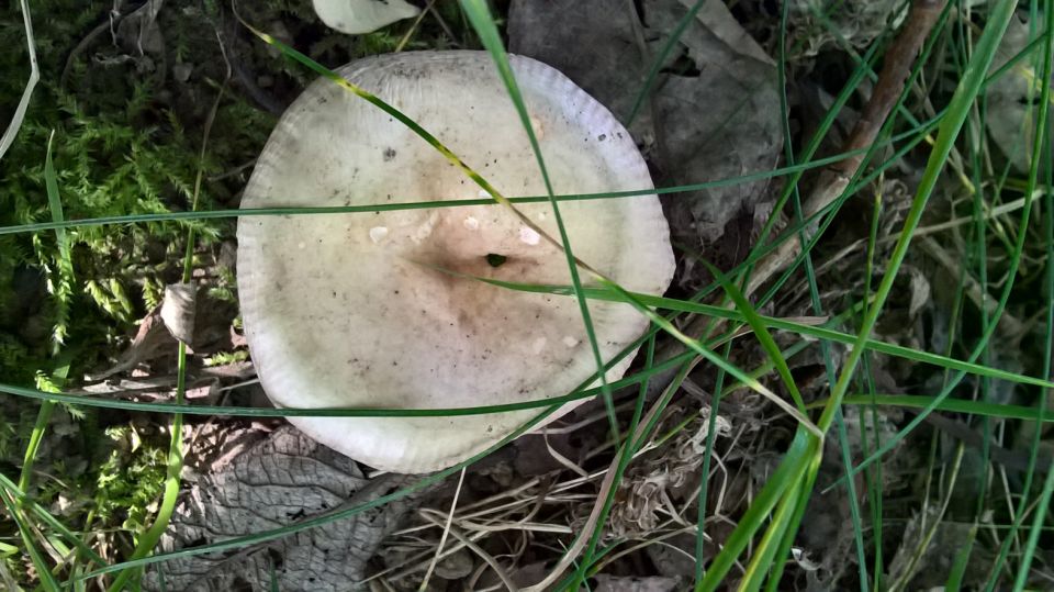 Биостанция "ЭкоГрада": грибы, тина и следы бобров - фото 21