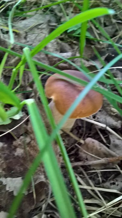 Биостанция "ЭкоГрада": грибы, тина и следы бобров - фото 26