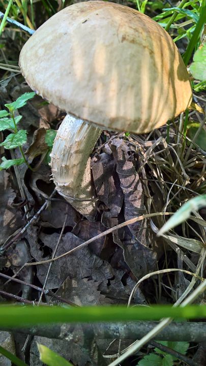 Биостанция "ЭкоГрада": грибы, тина и следы бобров - фото 28