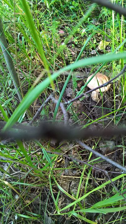 Биостанция "ЭкоГрада": грибы, тина и следы бобров - фото 29