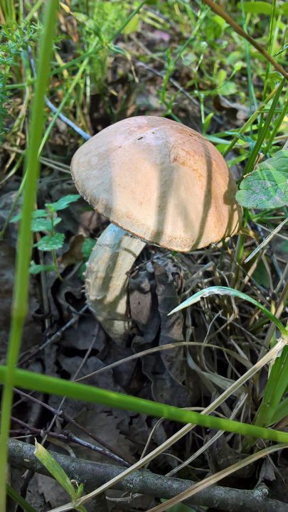 Биостанция "ЭкоГрада": грибы, тина и следы бобров - фото 30