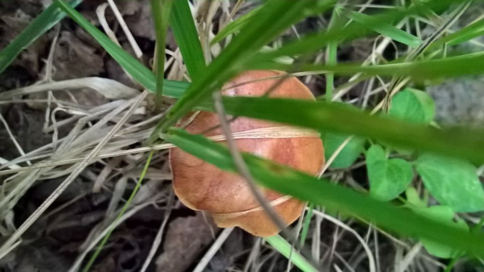 Биостанция "ЭкоГрада": грибы, тина и следы бобров - фото 3