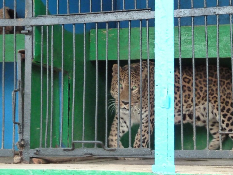 Zoo in Hell. Животные ужасы рязанской "Европы" (ФОТО) - фото 11