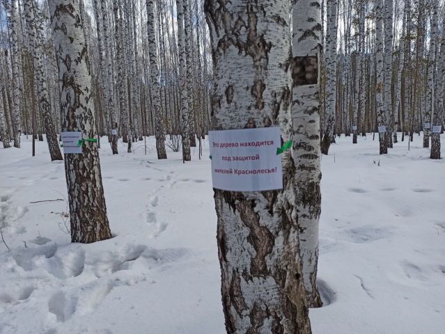 Деревья под защитой: новая акция активистов Екатеринбурга  - фото 5