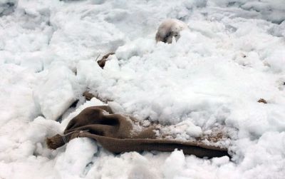 В лесничествах Воронежской области началась подготовка к лесокультурной кампании - фото 1