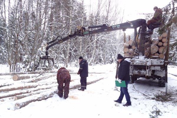 В Ярославской области на отведенных лесосеках учтено каждое дерево - фото 1