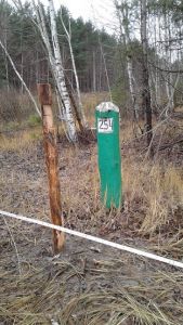 В Тамбовской области ведется работа над разработкой новой редакции Лесного плана региона - фото 1