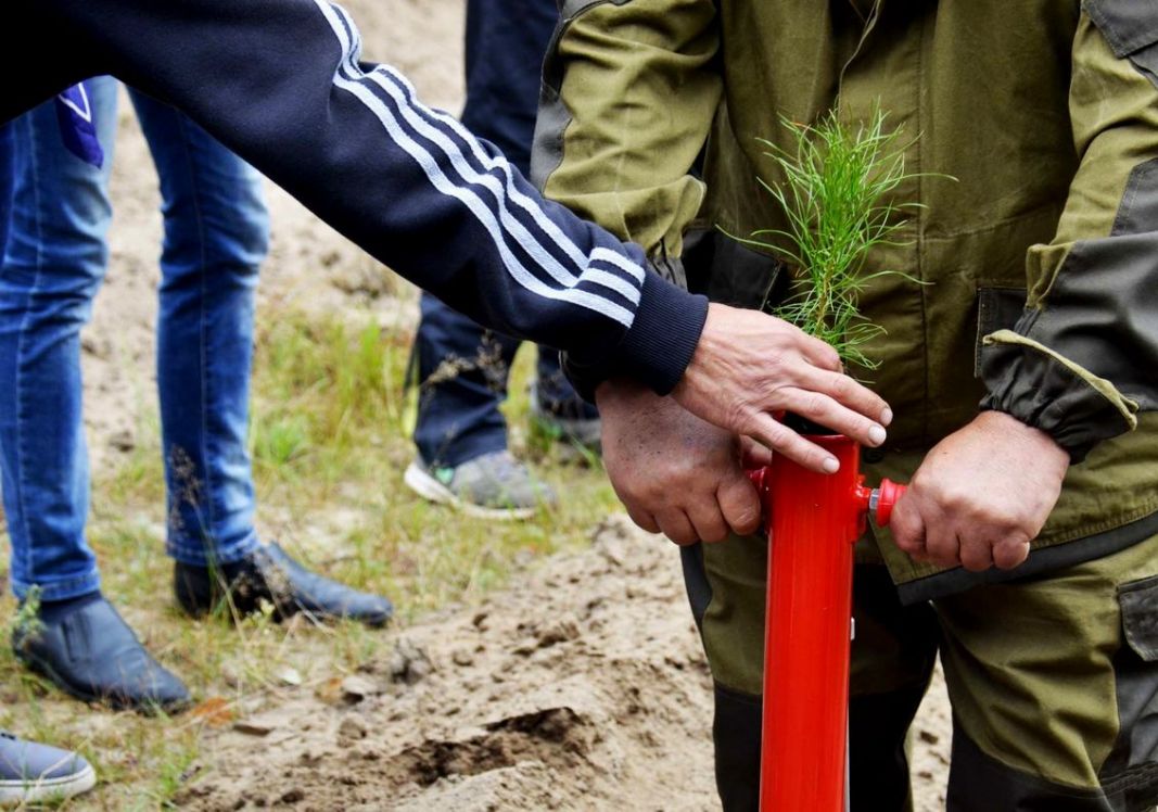 В Рязанской области высадили 600 сеянцев сосны по новейшей технологии - фото 2