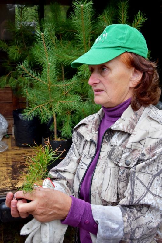 В Рязанской области высадили 600 сеянцев сосны по новейшей технологии - фото 5