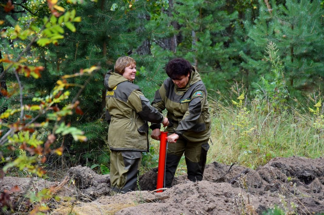 В Рязанской области высадили 600 сеянцев сосны по новейшей технологии - фото 10